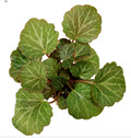 2" Saxifraga Strawberry Begonia (Grower 1352)